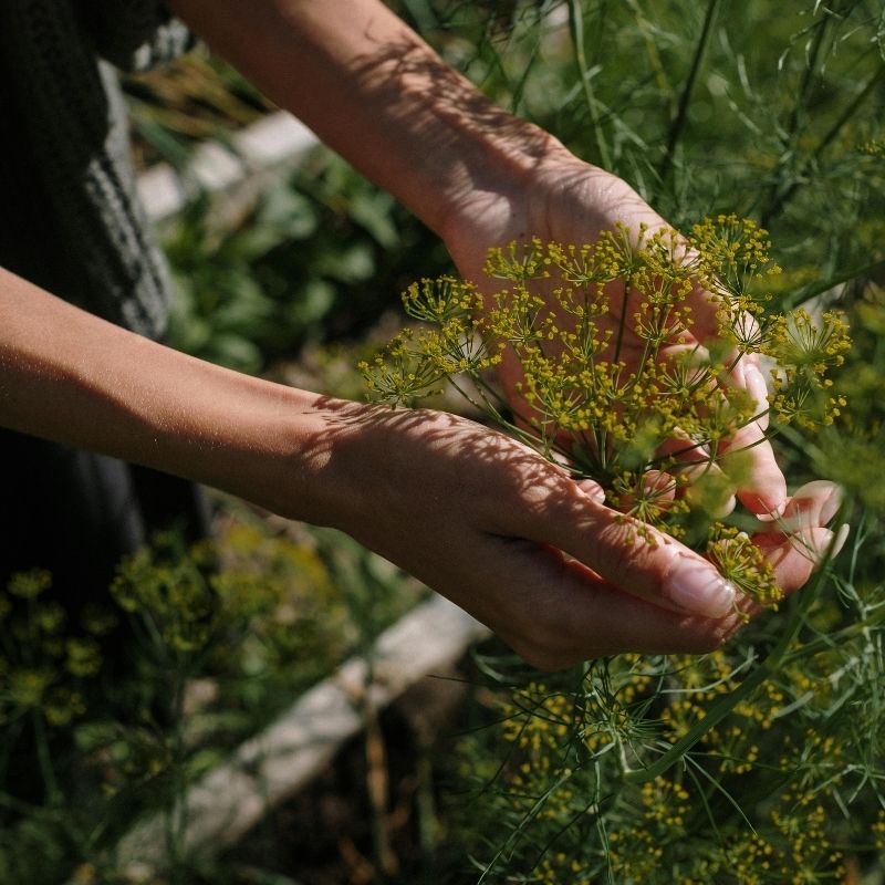 Agricultural Roots of Revti Ayurved